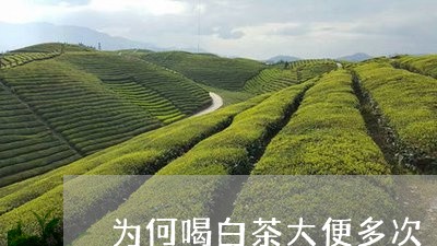 为何喝白茶大便多次/2023071406270