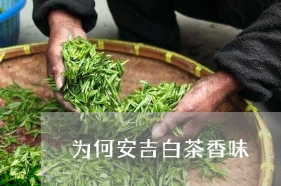 为何安吉白茶香味/2023061467150