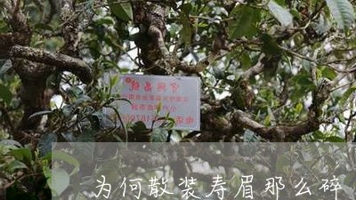 为何散装寿眉那么碎/2023120406050