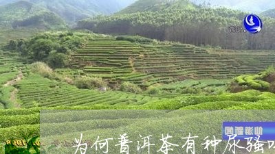 为何普洱茶有种尿骚味/2023062193825