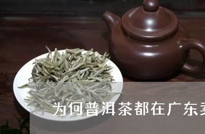 为何普洱茶都在广东卖呢/2023081603727