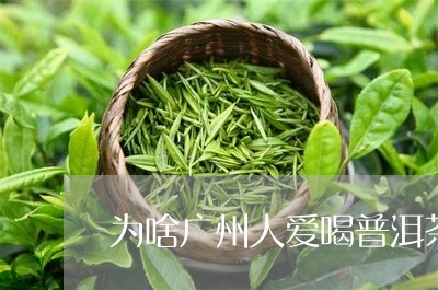 为啥广州人爱喝普洱茶/2023073180714