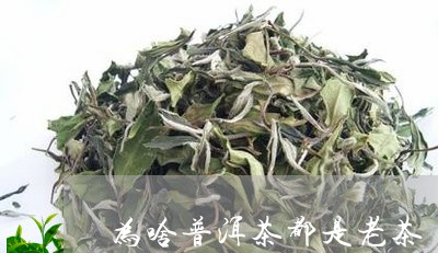 为啥普洱茶都是老茶/2023070924158