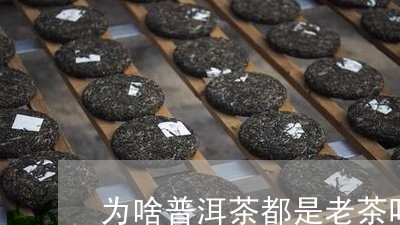 为啥普洱茶都是老茶叶味道/2023110481402