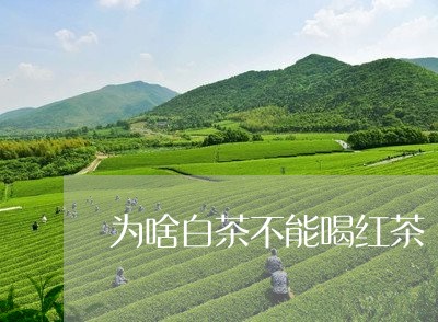 为啥白茶不能喝红茶/2023081259269