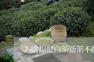 为啥福鼎白茶新茶不耐泡/2023092148361