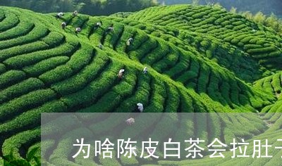 为啥陈皮白茶会拉肚子/2023092759792