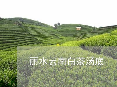 丽水云南白茶汤底/2023061466370