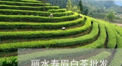 丽水寿眉白茶批发/2023061499362