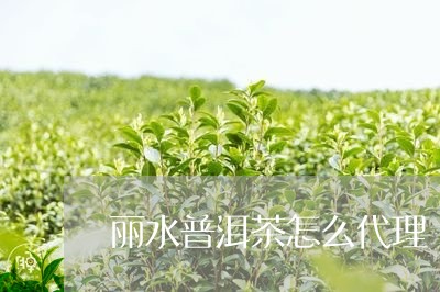 丽水普洱茶怎么代理/2023042826391