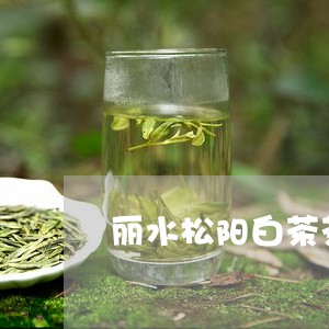 丽水松阳白茶茶花/2023061431603