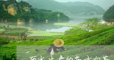 丽水生产的安吉白茶/2023081249526