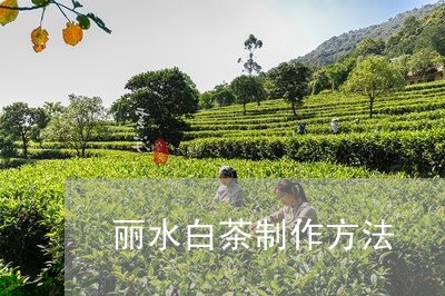 丽水白茶制作方法/2023061465141