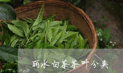 丽水白茶茶叶分类/2023061431684