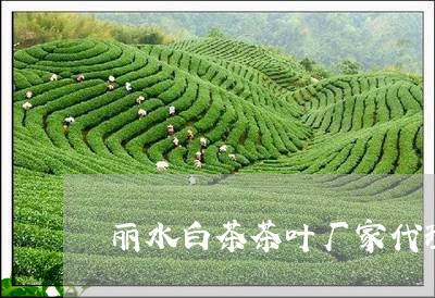 丽水白茶茶叶厂家代理/2023092767389