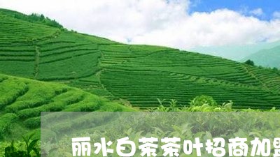 丽水白茶茶叶招商加盟/2023092795037