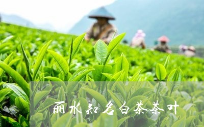 丽水知名白茶茶叶/2023061496060