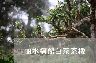 丽水福鼎白茶茶楼/2023061419473