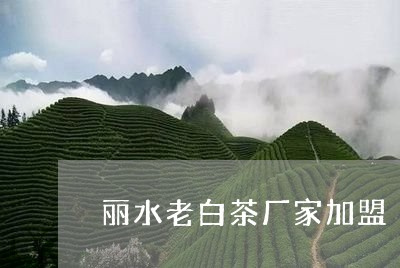 丽水老白茶厂家加盟/2023081294915