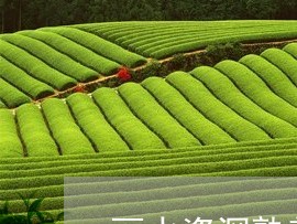 丽水资深熟普洱茶招商/2023061448915