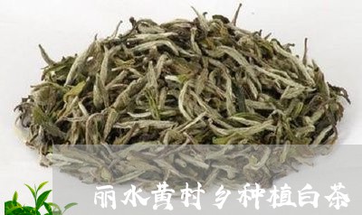 丽水黄村乡种植白茶/2023121605267