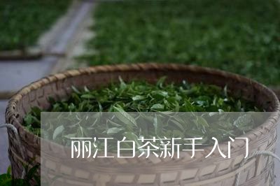 丽江白茶新手入门/2023061478204