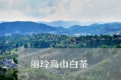 丽玲高山白茶/2023051214148