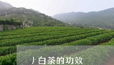 丿白茶的功效/2023051285026