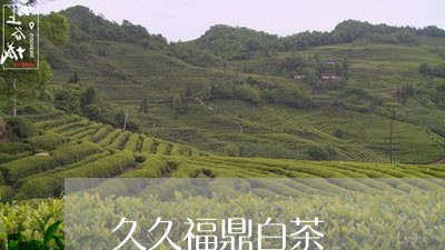 久久福鼎白茶/2023051205572