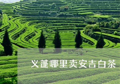 义蓬哪里卖安吉白茶/2023121612716