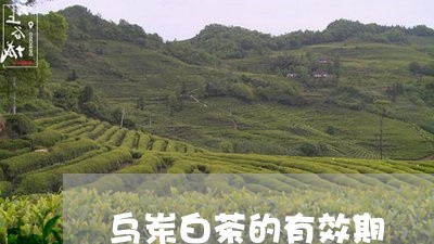 乌岽白茶的有效期/2023061400484