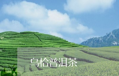 乌恰普洱茶/2023090506048