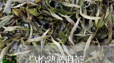 乌恰熟普洱茶/2023091380384