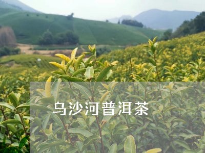 乌沙河普洱茶/2023042858270