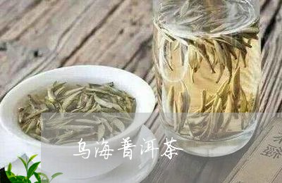 乌海普洱茶/2023090563827