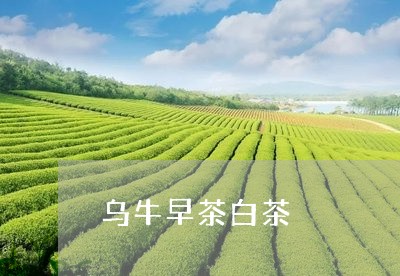 乌牛早茶白茶/2023051207260