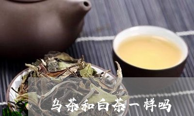 乌茶和白茶一样吗/2023061460794