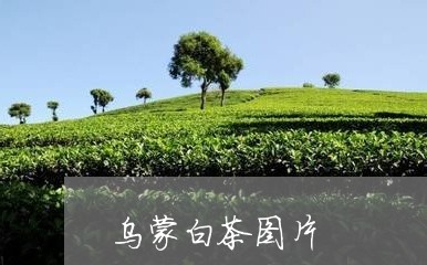 乌蒙白茶图片/2023051212735