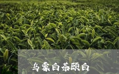 乌蒙白茶颐白/2023051239715