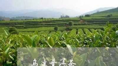 乌达普洱茶/2023090573935