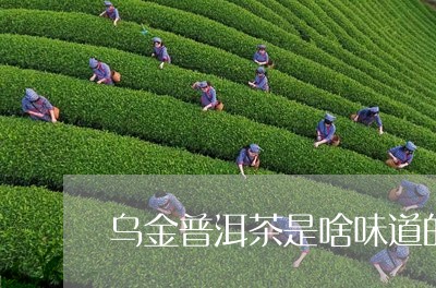 乌金普洱茶是啥味道的茶/2023082886059