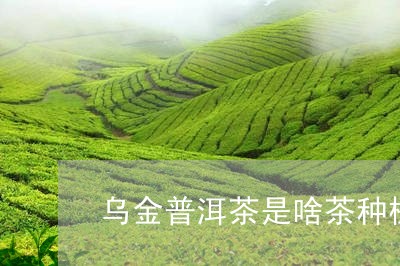 乌金普洱茶是啥茶种植/2023082836161