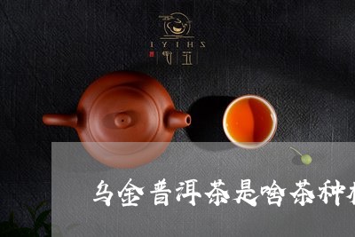 乌金普洱茶是啥茶种植/2023110557168