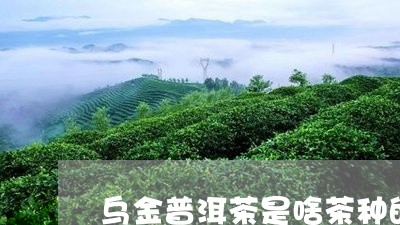 乌金普洱茶是啥茶种的/2023082814058