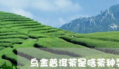 乌金普洱茶是啥茶种类的茶/2023082871793