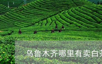 乌鲁木齐哪里有卖白茶/2023092716057