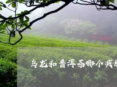 乌龙和普洱茶哪个减肥/2023100713910