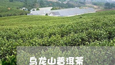 乌龙山普洱茶/2023102594836