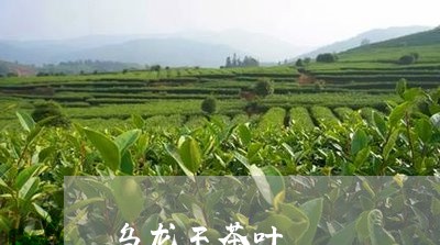 乌龙王茶叶/2023041835366