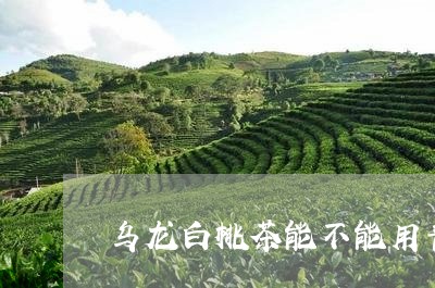 乌龙白桃茶能不能用普洱茶代替/2023053095957